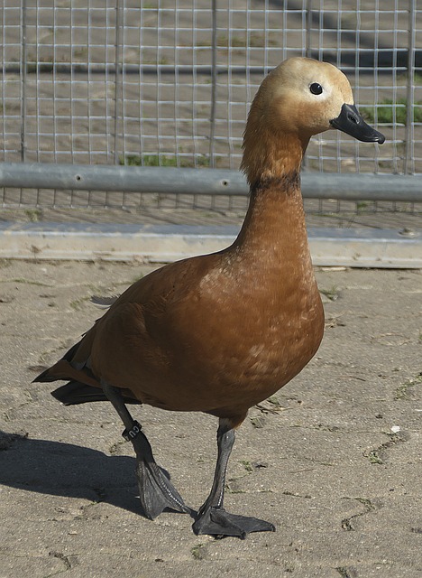 了她们之间